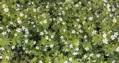 Anemone Ranunculaceae adı verilen beyaz çiçekli pankart. Çiçek dokusu arkaplanı