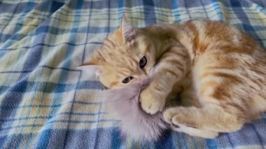 Zencefilli çizgili kedi yavrusu mavi kareli battaniyede tüy yumağıyla oynuyor. Altın çinçilya kedisi. 