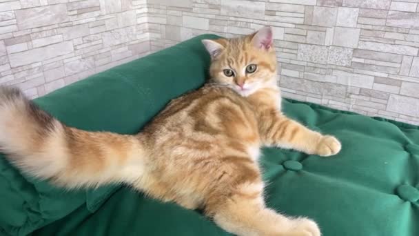 Τζίντζερ Ριγέ Γατάκι Ξαπλωμένο Πράσινο Κρεβάτι Γάτας Χρυσή Γάτα Τσιντσιλά — Αρχείο Βίντεο