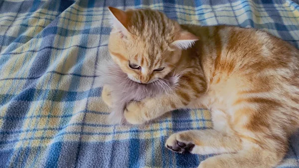 Zencefilli Çizgili Kedi Yavrusu Mavi Kareli Battaniyede Tüy Yumağıyla Oynuyor — Stok fotoğraf