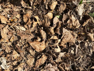 Dried brown leaves on the ground. Natural texture background