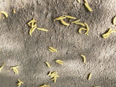 Downed seeds on the ground. Natural texture background