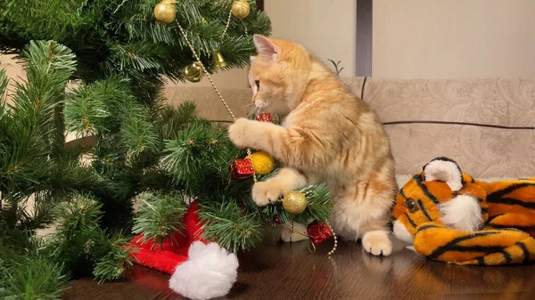 tiger symbol 2022 and red little cat playing with ball at new year tree