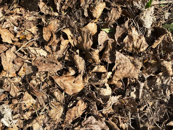 Dried Brown Leaves Ground Natural Texture Background — Stock Photo, Image