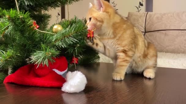 Kleine Katze Spielt Mit Roter Geschenkschachtel Weihnachtsbaum — Stockvideo