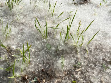 Yeşil çimlerde beyaz kavak tüyü. Güçlü alerji, sağlık tehlikesi kavramı. 