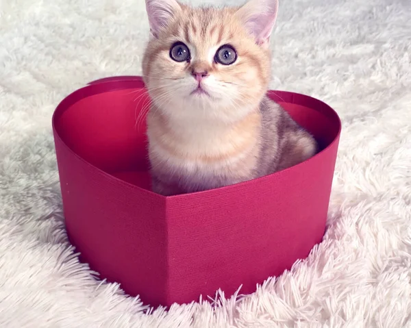 Küçük kızıl çizgili kedi yavrusu kırmızı kalp şeklinde bir hediye kutusunda oturuyor. İngiliz çinçilya kedisi. Sevimli hayvanlar. 