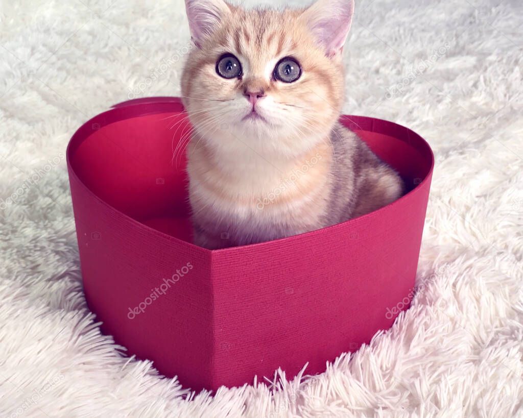 little red ginger striped kitten sitting in red heart shaped gift box. British chinchilla cat. Adorable pets 