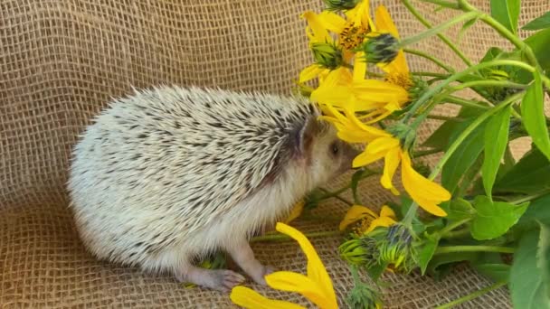 Little Hedgehog Sniffing Yellow Flowers Burlap Background — Stock Video