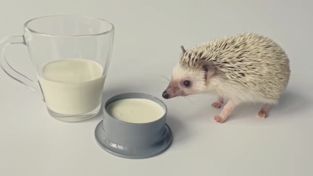 Kleiner Igel Schnüffelt Milch Glas — Stockvideo