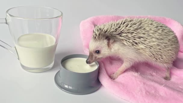 Kleiner Igel Trinkt Milch Schüssel Glas Mit Milch Auf Weißem — Stockvideo