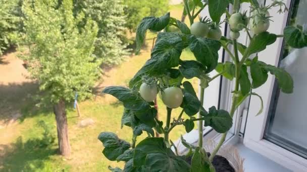 Tomatplantor Som Växer Fönsterbrädan Rummet Trädgårdsskötsel — Stockvideo