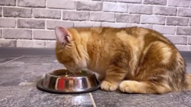 Küçük kızıl çizgili kedi yavrusu cam kaseden su içiyor. Gri tuğla duvar arkaplanı