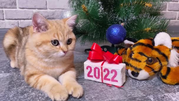 Tiikeri Symboli 2022 Inkivääri Kissa Lahjapakkauksessa Teksti 2022 Lähellä Joulukuusi — kuvapankkivideo