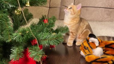 Küçük kırmızı kedi yavrusu Noel ağacına ve 2022 kaplan sembolüne bakıyor.
