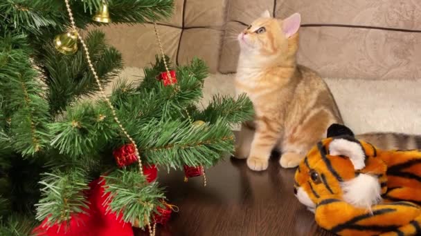 Piccolo Gattino Rosso Guardando Albero Natale Simbolo Della Tigre 2022 — Video Stock