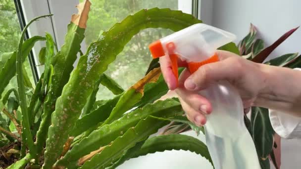 女人的手在花盆里喷出仙人掌 在窗台上喷出盆栽的花 家庭植物护理 — 图库视频影像