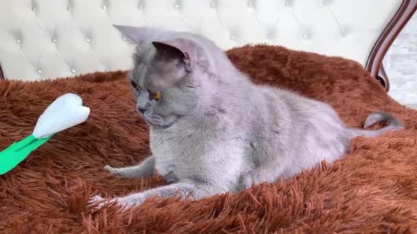 Grijze Britse Kat Met Gele Ogen Liggend Bed Ruikende Bloem — Stockvideo