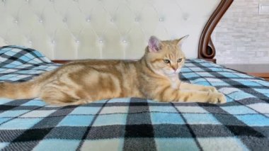 Zencefilli çizgili kedi mavi kareli yatakta uzanıyor ve zıplıyor. İngiliz çinçilya kedisi