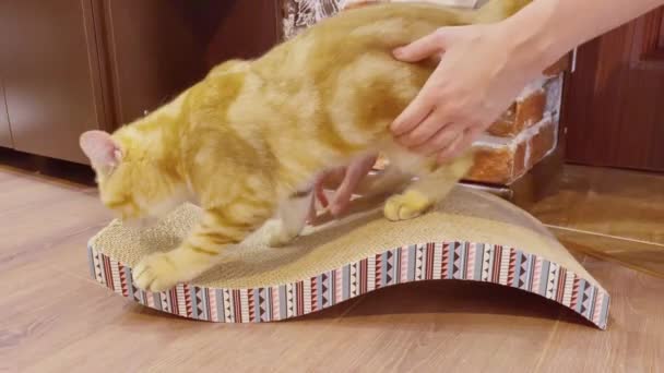 Жінка Навчає Котячих Гострих Кігтів Подряпині — стокове відео