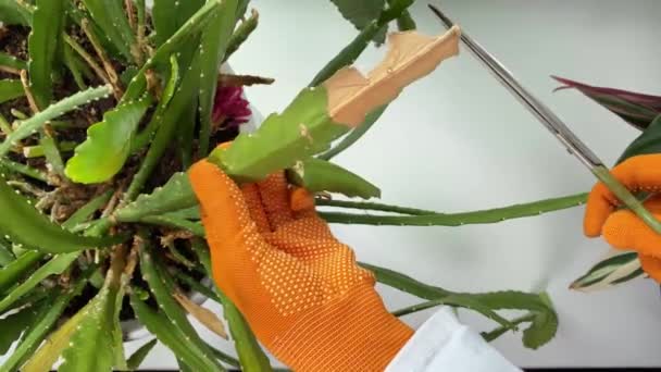 Poda Flores Vasos Interiores Peitoril Janela Mãos Femininas Com Tesoura — Vídeo de Stock