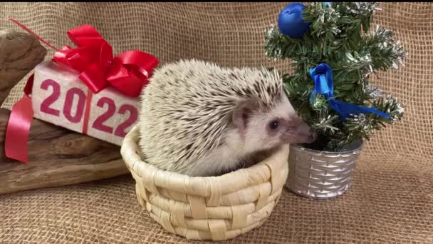 Pygmäen Igel Haustier Geschenkbox Mit Text 2022 Neujahrsbaum Weihnachtstiere — Stockvideo