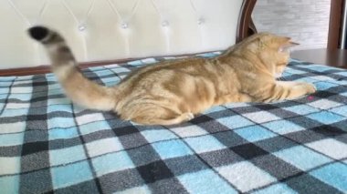 Zencefilli çizgili kedi yavrusu mavi kareli battaniyede ışık noktasıyla oynuyor. Altın çinçilya kedisi. 
