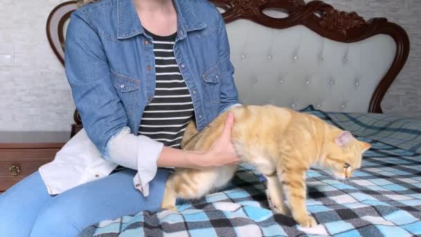 Vrouw Borstelen Kattenhaar Met Handschoen — Stockvideo