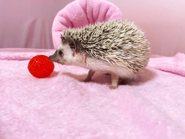 Ouriço Anão Africano Fundo Rosa Adorável Pequeno Animal Estimação — Fotografia de Stock