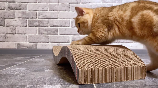 Kedi keskinleştiren pençeler gri duvar arka planındaki tırmalama direğinde