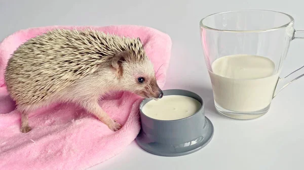 Liten Igelkott Dricksmjölk Från Skål Glas Med Mjölk Vit Bakgrund — Stockfoto