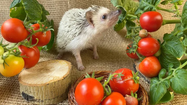 Pequeno Ouriço Farejando Tomate Vermelho Fundo Serapilheira — Fotografia de Stock