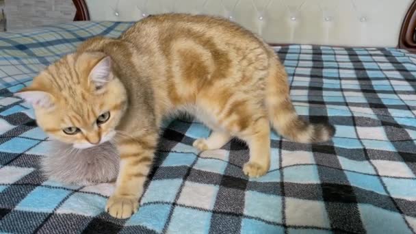 Ginger Striped Kitten Playing Fur Ball Blue Checkered Blanket Golden — Stock Video