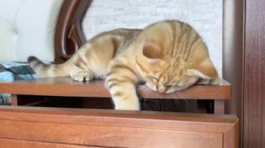 Komodinin üzerinde zencefilli çizgili kedi oynuyor. Altın çinçilya kedisi. 