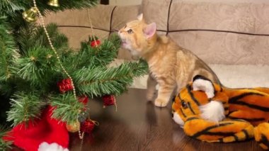 Küçük kırmızı kedi yavrusu Noel ağacına ve 2022 kaplan sembolüne bakıyor.