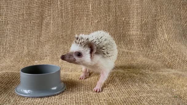 아프리카 고슴도치 Pygmy African Hedgehog 동물입니다 호그의 — 비디오