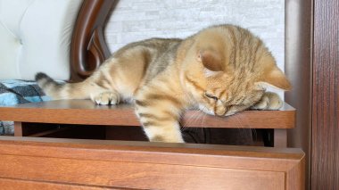 Komodinin üzerinde zencefilli çizgili kedi oynuyor. Altın çinçilya kedisi. 