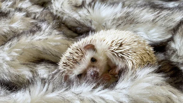 Pequeño Erizo Durmiendo Sobre Fondo Gris Piel Falsa — Foto de Stock