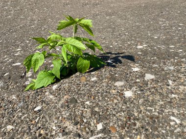 Taş kaldırımda büyüyen genç bir bitki. Yeni Hayat konsepti