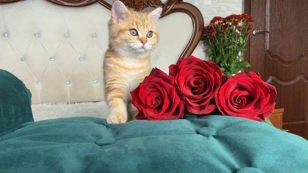 Küçük kırmızı çizgili kedi yavrusu ve beyaz yataktaki kırmızı çiçekler. İngiliz çinçilya kedisi. Sevimli hayvanlar. 