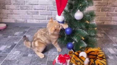 Küçük kırmızı kedi Noel ağacı ve kaplan sembolü 2022 'de Noel Baba şapkasıyla oynuyor.