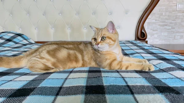 Zencefilli çizgili kedi yavrusu mavi kareli battaniyenin üzerinde yatıyor. Altın çinçilya kedisi. 