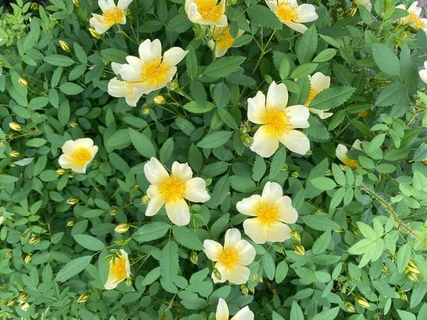 地面に白と黄色の花 野生バラと呼ばれる植物 — ストック写真