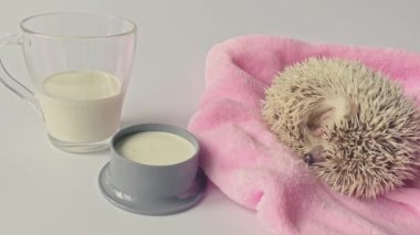 Küçük kirpi kasede süt kokluyor, pembe ve beyaz arka plan 