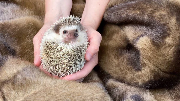 Manos Sosteniendo Poco Erizo Africano Mascota Doméstica Sobre Fondo Piel — Foto de Stock