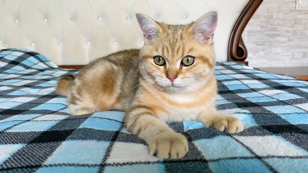 Zencefilli çizgili kedi yavrusu mavi kareli battaniyenin üzerinde yatıyor. Altın çinçilya kedisi. 
