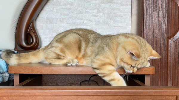 Gatito Rayas Jengibre Acostado Sobre Una Manta Cuadros Azul Gato —  Fotos de Stock