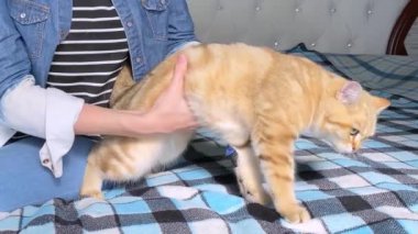 Eldivenle kedi saçı tarayan eller.