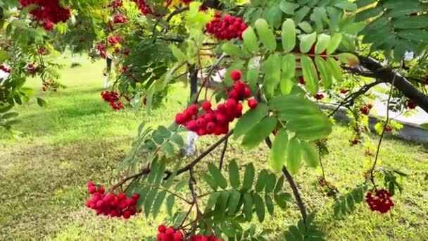 Hoja Rowan Árbol Con Bayas Rojas Moviéndose Viento Otoño — Vídeos de Stock