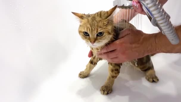 Islak Kızıl Kedi Yavrusu Banyo Yap Eller Kediyi Yıkar — Stok video